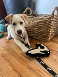 Cape Shark Dog Toy